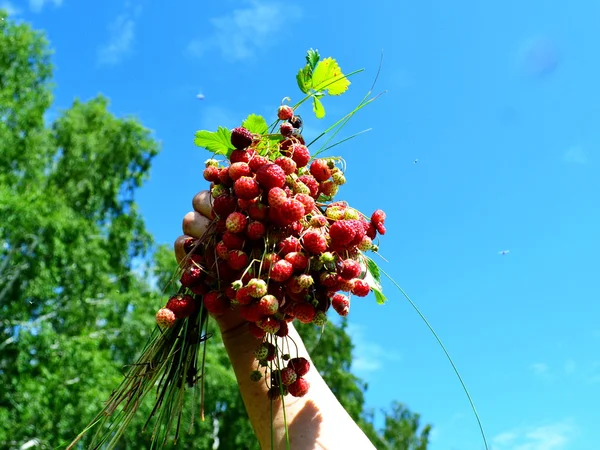 Fragole selvatiche — Foto Stock