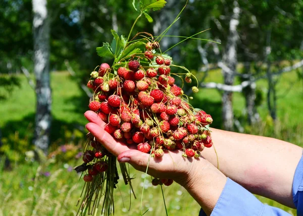 Fragole selvatiche — Foto Stock