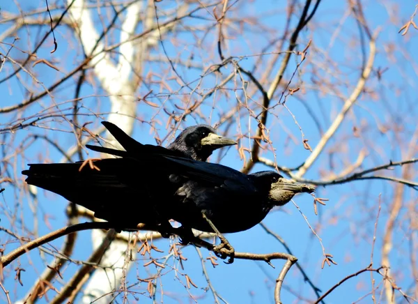 Rooks have ed — Stock Photo, Image