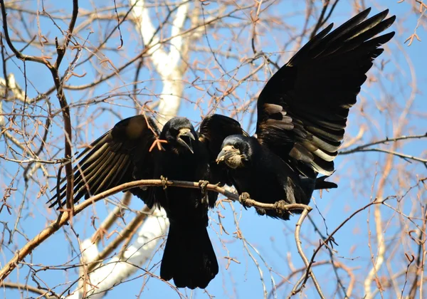 Rooks have ed — Stock Photo, Image