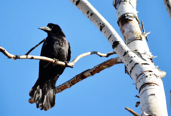 Rooks have ed — Stock Photo, Image