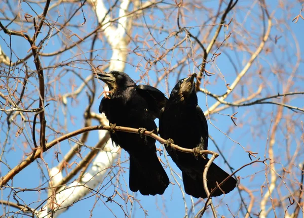 I corvi hanno ed — Foto Stock
