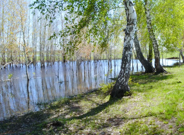 Steppa e lago — Foto Stock