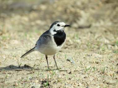 sarararak kuyruksallayan