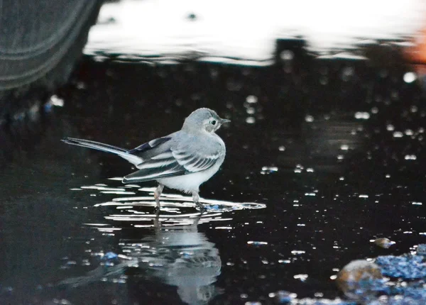 Blanching wagtail — Stock Photo, Image