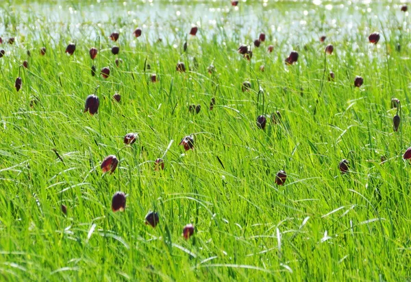 Steppe par l'été — Photo