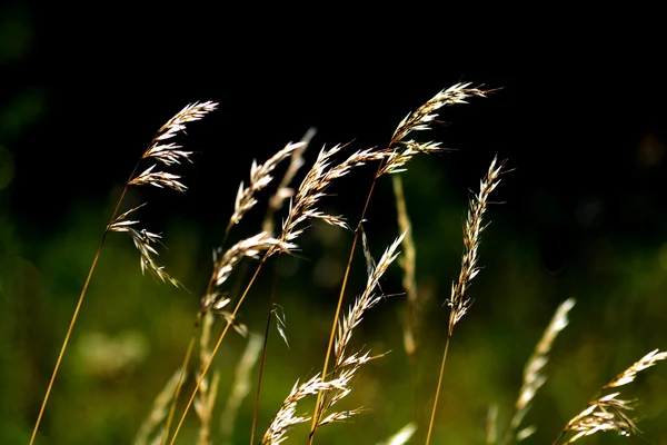 Steppe bis zum Sommer — Stockfoto