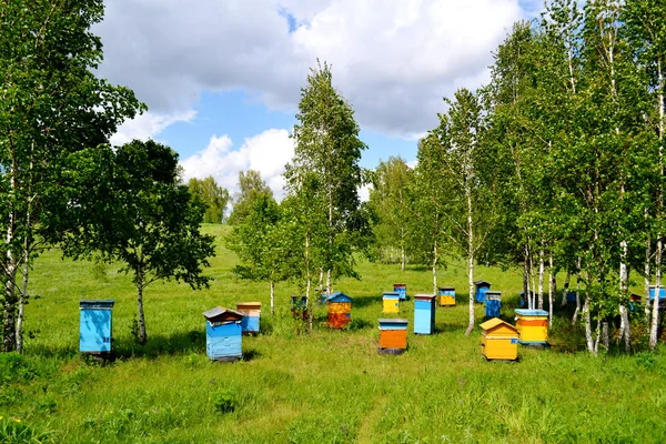 On apiary Altaya — Stock Photo, Image