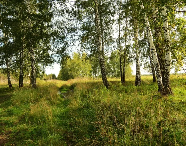 Степь по лету — стоковое фото