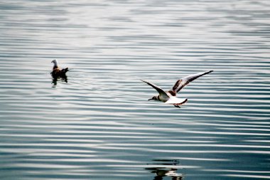 Göl kenarında deniz martı