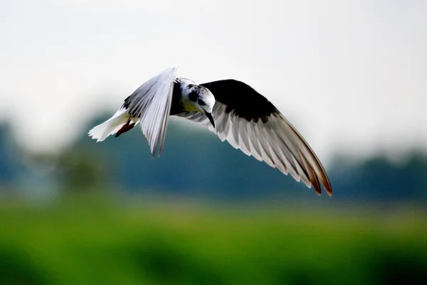 Sea Meeuwen op meer — Stockfoto