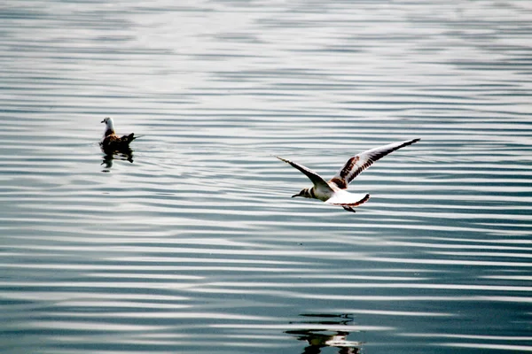 Sea gulls on lake — Stock Photo, Image