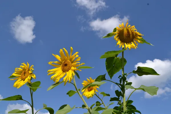 Girasoli ZHeltye — Foto Stock