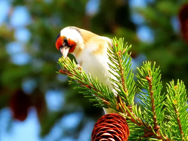 Goldfinch na árvore — Fotografia de Stock