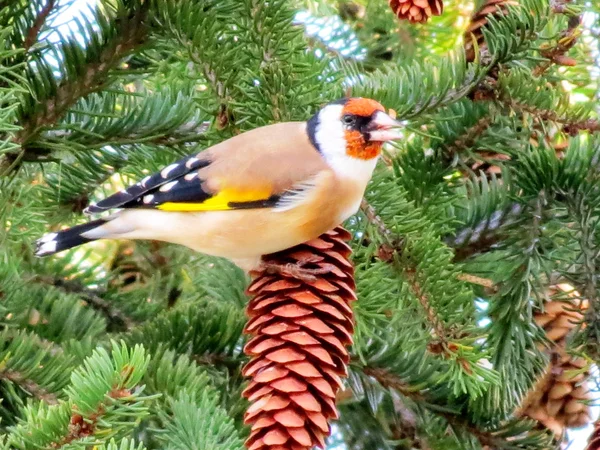 Goldfinch na árvore — Fotografia de Stock