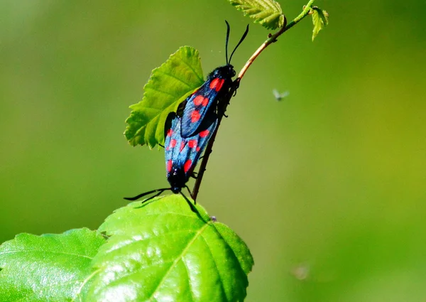 Steepe insect — Stock Photo, Image
