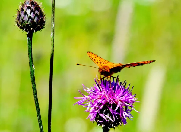 Steepe insect — Stock Photo, Image