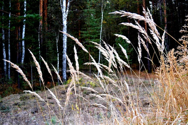 Etudi autunnali — Foto Stock