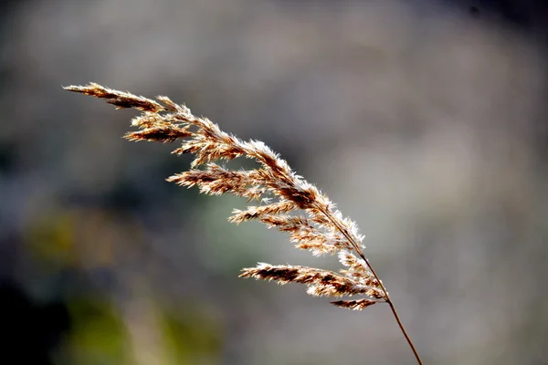 Höstens etudes — Stockfoto