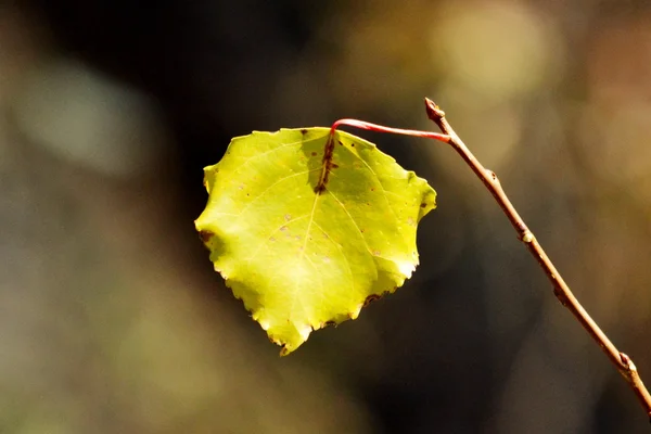 Herbstetüden — Stockfoto