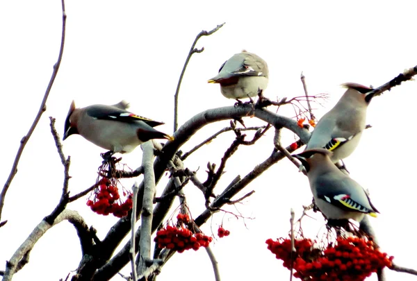 Waxwings τρέφονται τα — Φωτογραφία Αρχείου