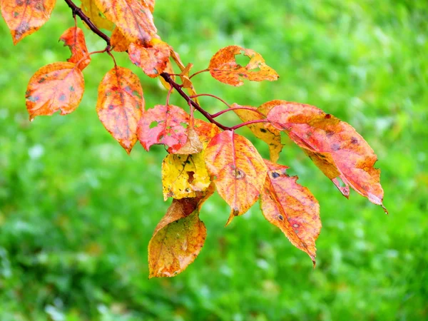 Herbstetüden — Stockfoto