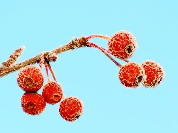 秋季莓果 — 图库照片