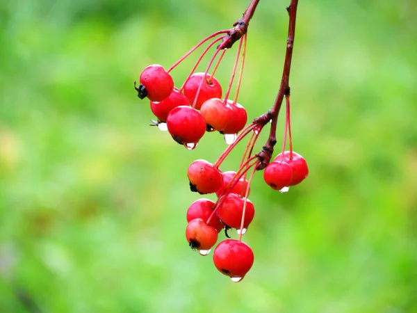 Sonbahar berry — Stok fotoğraf