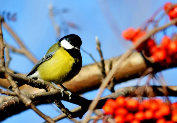 Occhio di bue in inverno — Foto Stock