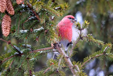 crossbills ated üzerinde