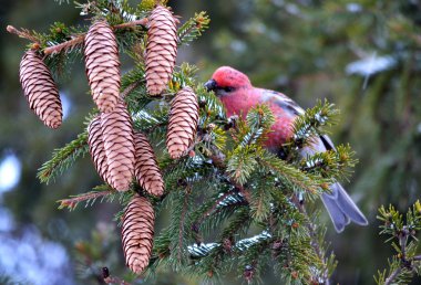 crossbills ated üzerinde