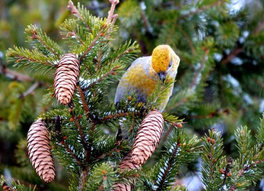 crossbills ated üzerinde