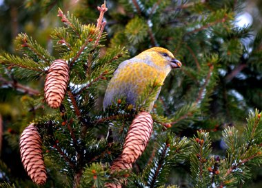 crossbills ated üzerinde