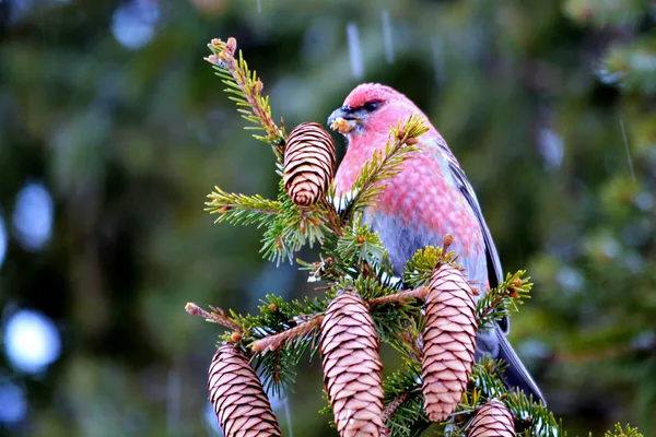 Crossbills op ated — Stockfoto