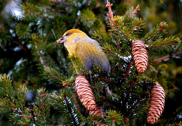 Crossbills на ся — стокове фото