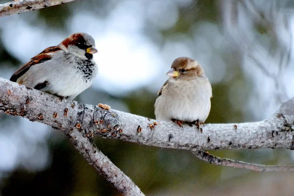 Grauer Sperling — Stockfoto