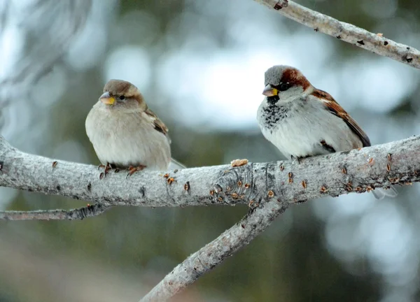 Gray sparrow — Stock Photo, Image