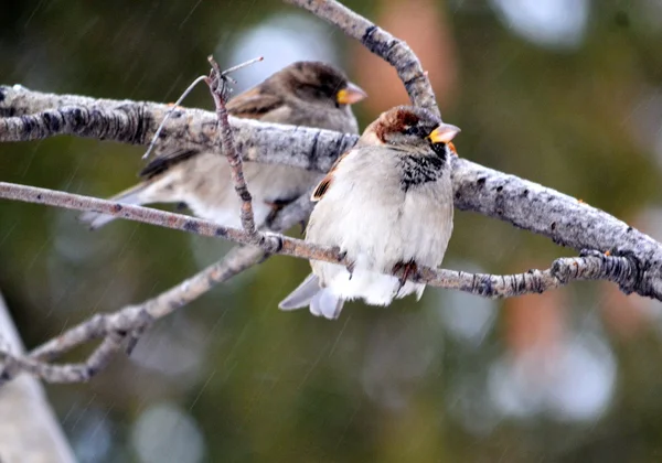 Grijze sparrow — Stockfoto