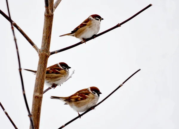 Grijze sparrow — Stockfoto
