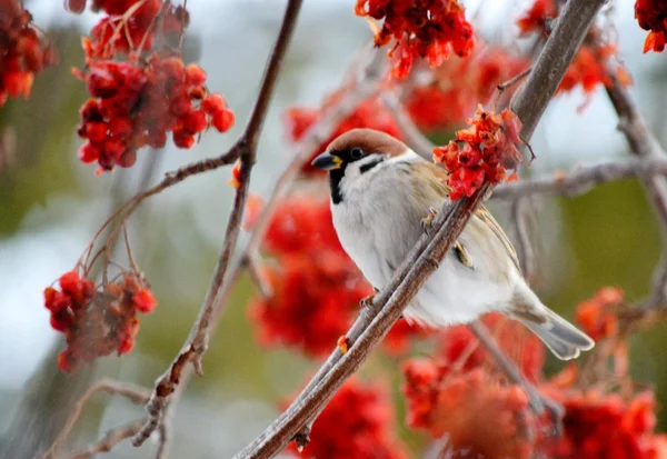 Grijze sparrow — Stockfoto