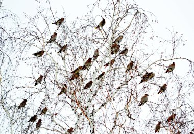 beslenme üzerinde waxwings