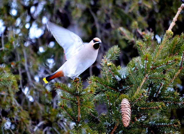 Beslenme üzerinde waxwings — Stok fotoğraf