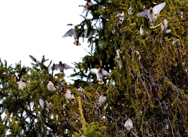 Waxwings on feeding — Stock Photo, Image