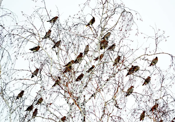 Waxwings on feeding — Stock Photo, Image