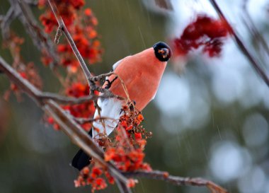 Ed şakrak kuşu var.