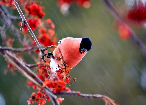 Haz que Ed bullfinch — Foto de Stock