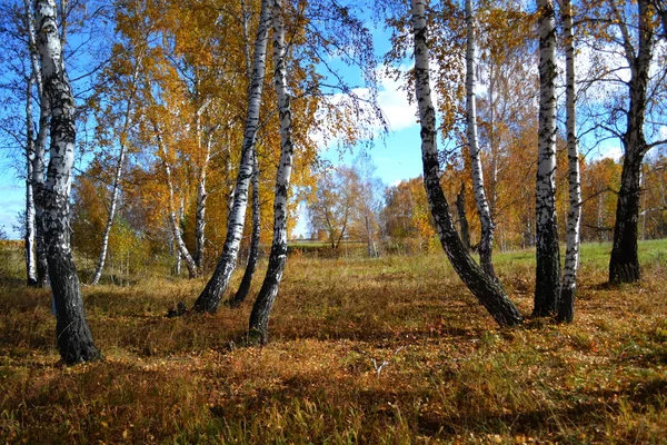 秋のエチュード — ストック写真