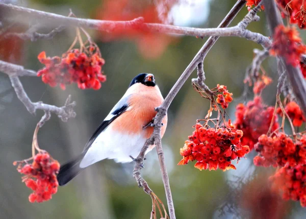 Prendi Ed Bullfinch. — Foto Stock