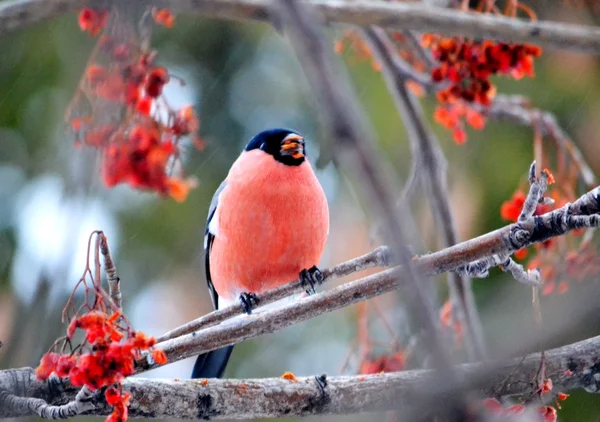 Mít ed bullfinch — Stock fotografie