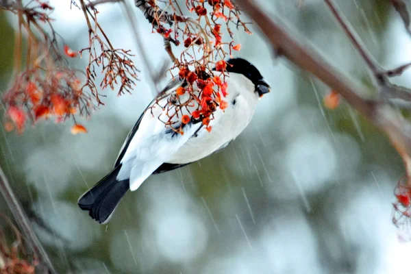 Haz que Ed bullfinch — Foto de Stock